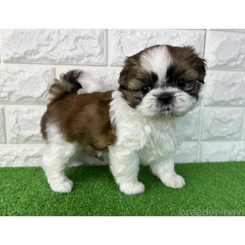 販売中の大阪府のシーズー-450780の8枚目