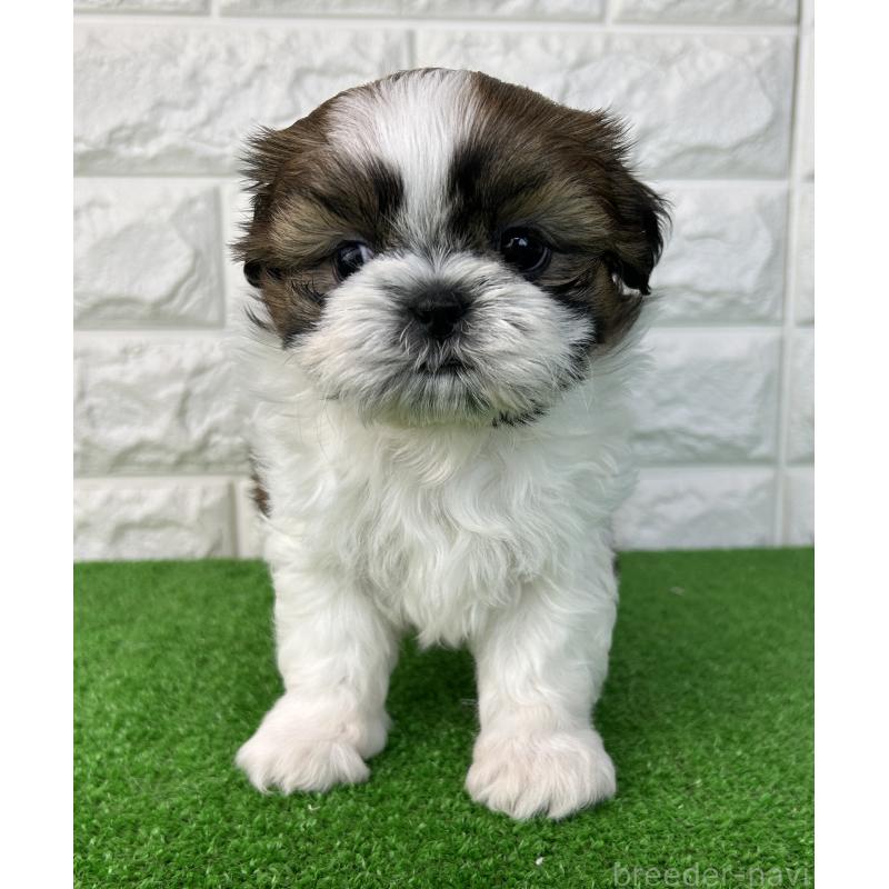 販売中の大阪府のシーズー-450780の6枚目