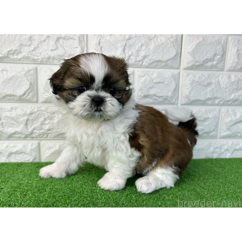 販売中の大阪府のシーズー-450780の5枚目