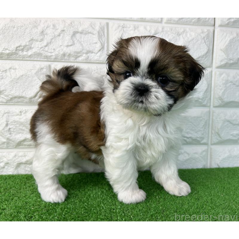 販売中の大阪府のシーズー-450780の4枚目