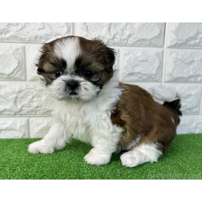 販売中の大阪府のシーズー-450780の3枚目