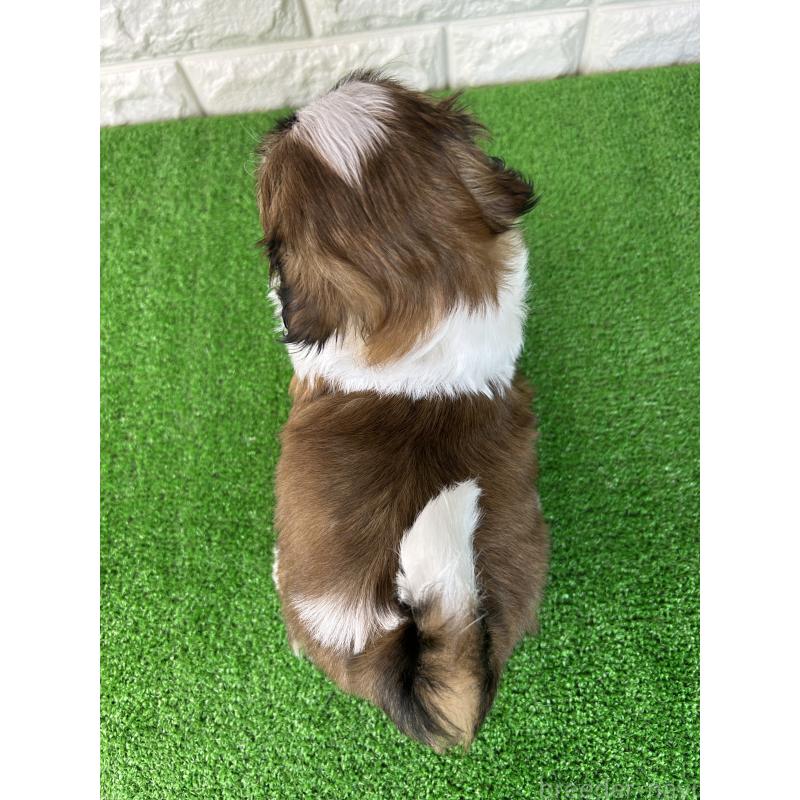 販売中の大阪府のシーズー-450780の2枚目