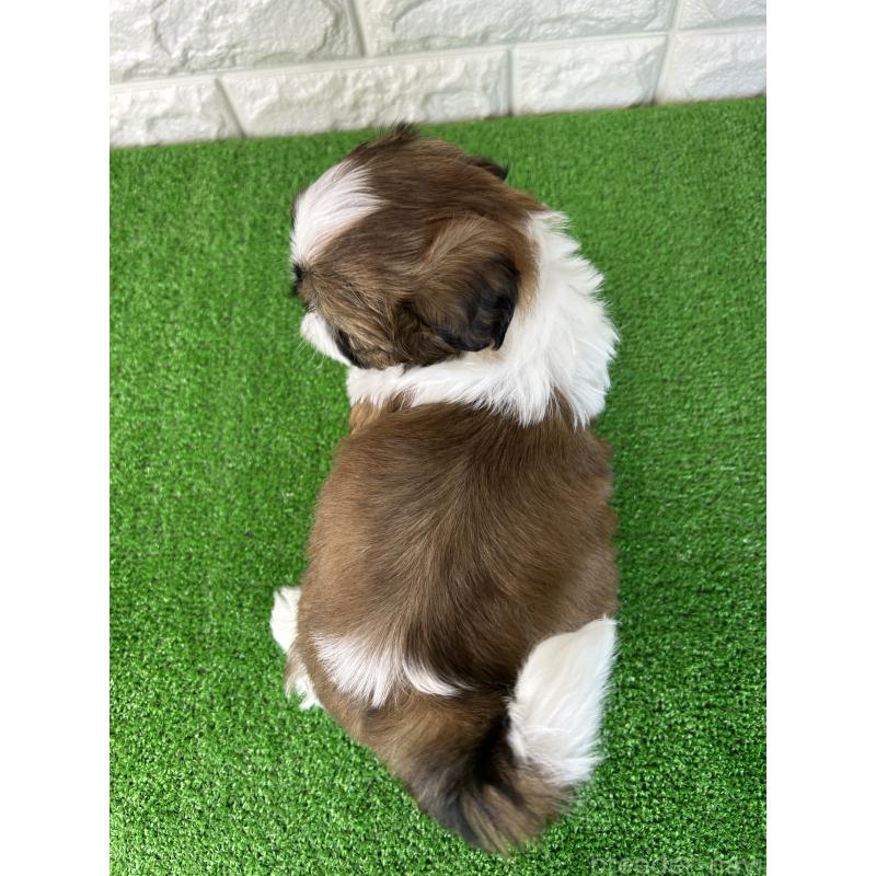 販売中の大阪府のシーズー-450781の8枚目