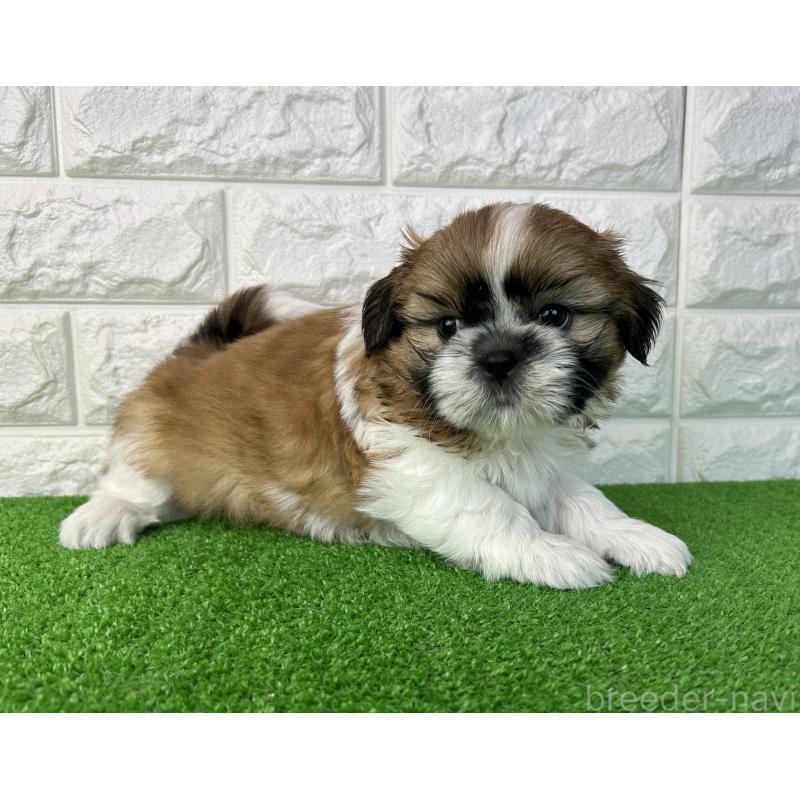 販売中の大阪府のシーズー-450781の7枚目