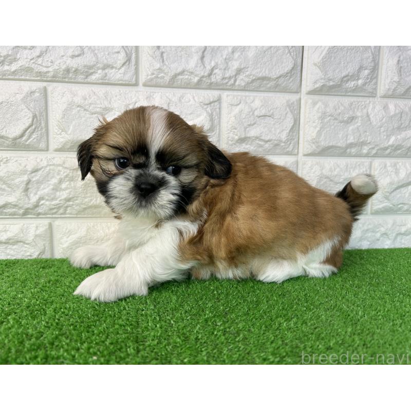 販売中の大阪府のシーズー-450781の6枚目