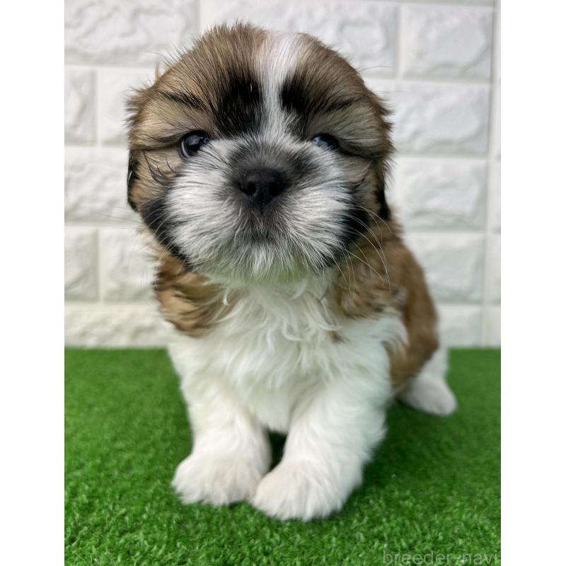 販売中の大阪府のシーズー-450781の5枚目