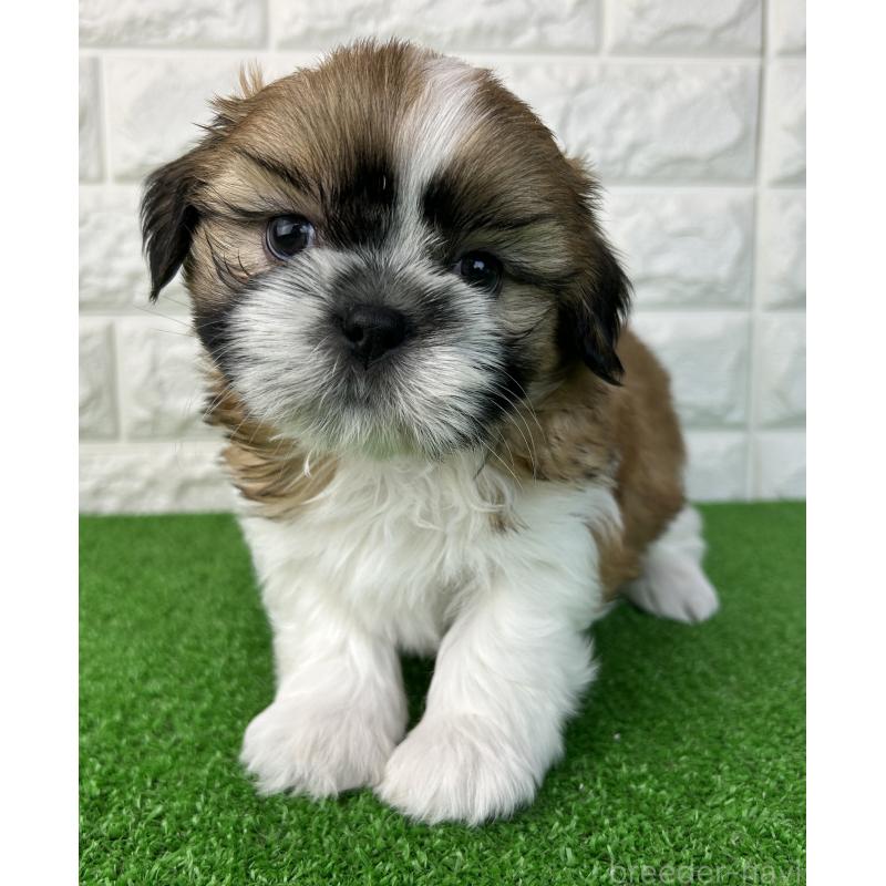 販売中の大阪府のシーズー-450781の4枚目