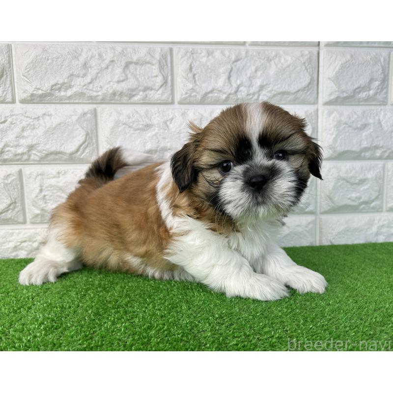 販売中の大阪府のシーズー-450781の3枚目