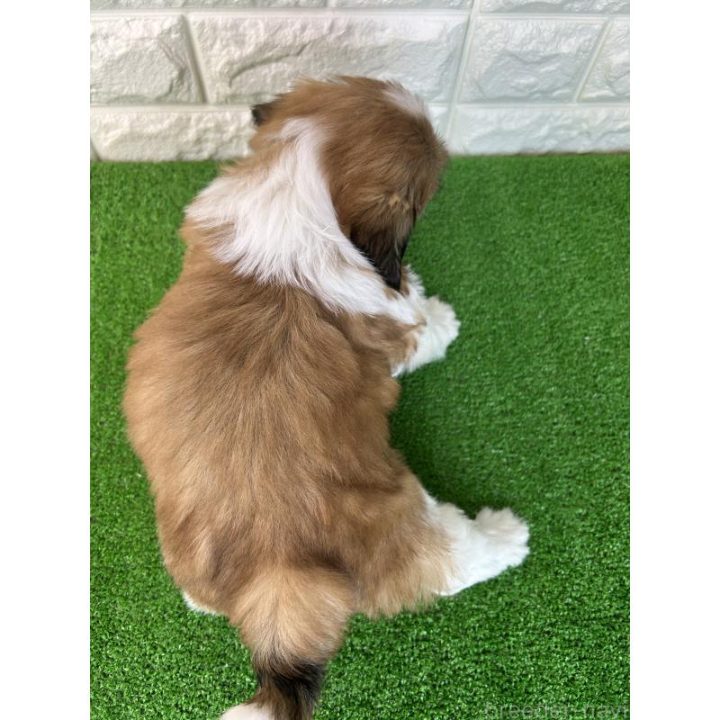 販売中の大阪府のシーズー-450781の2枚目