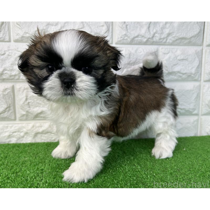 販売中の大阪府のシーズー-450782の7枚目