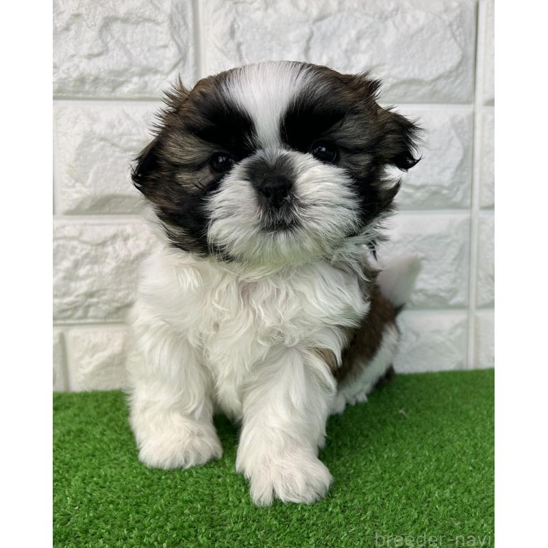 販売中の大阪府のシーズー-450782の6枚目