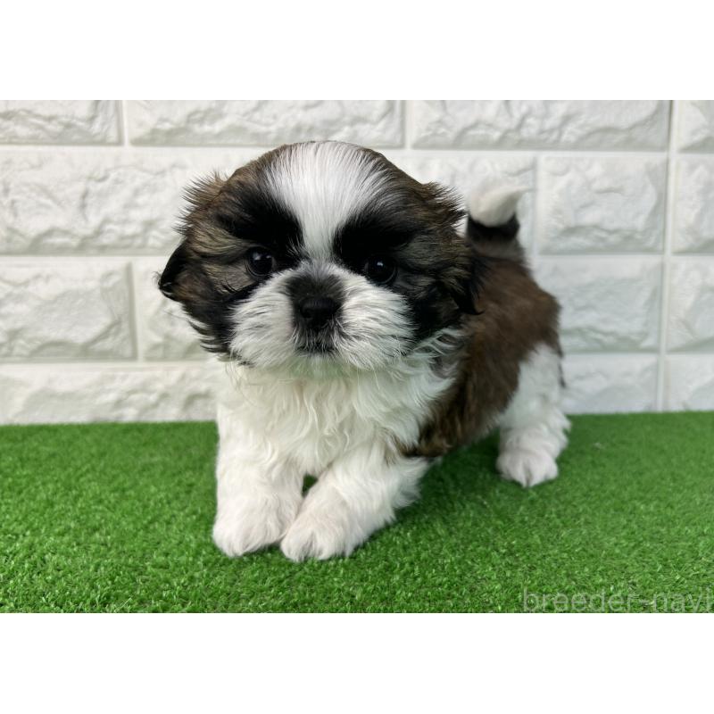 販売中の大阪府のシーズー-450782の5枚目