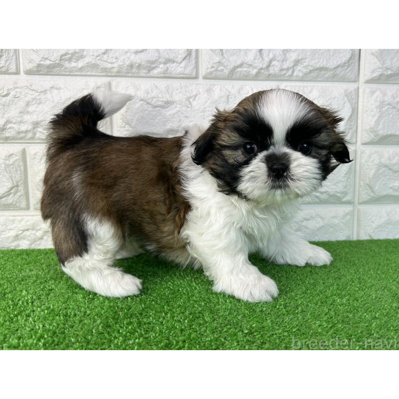 販売中の大阪府のシーズー-450782の4枚目