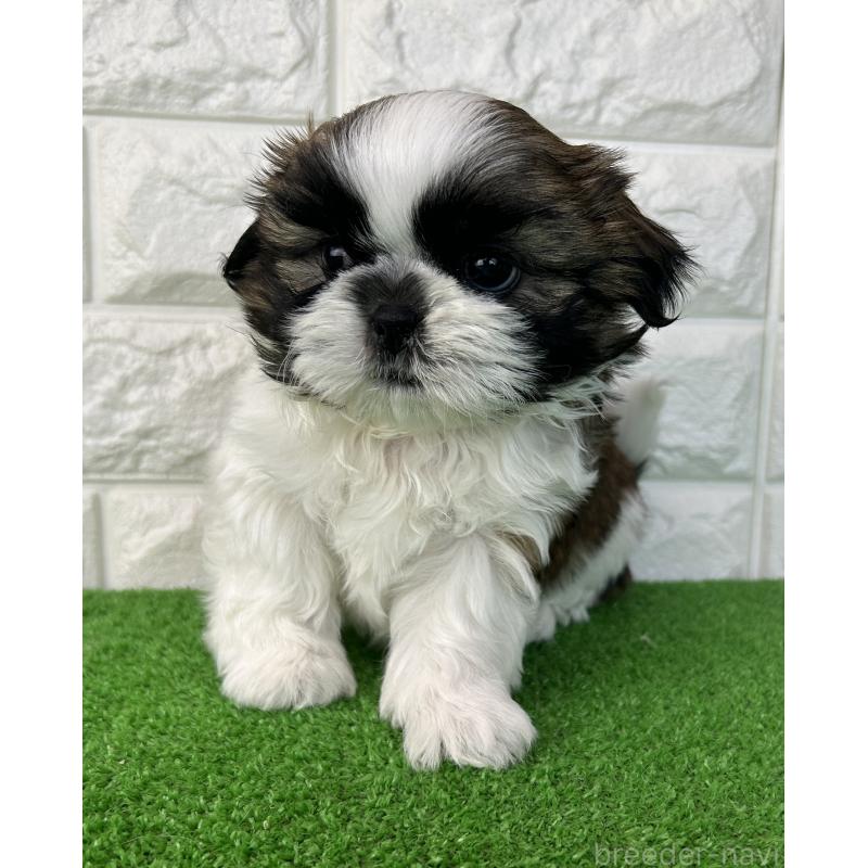 販売中の大阪府のシーズー-450782の3枚目