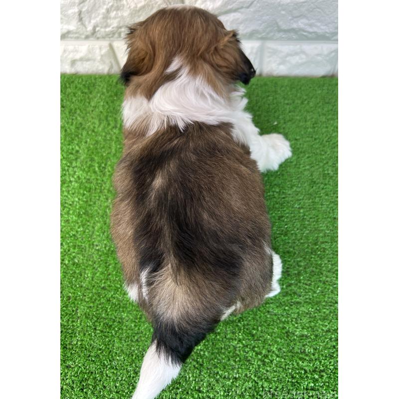 販売中の大阪府のシーズー-450782の2枚目