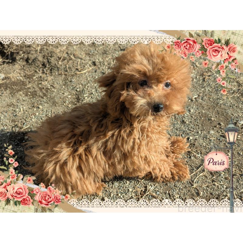 販売中の静岡県のティーカッププードル-450783の1枚目