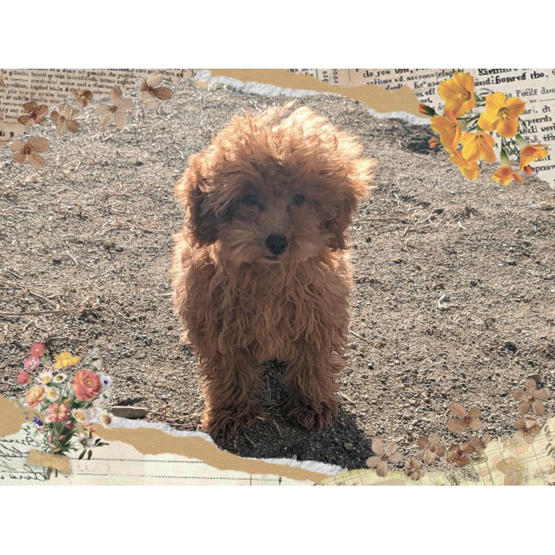 販売中の静岡県のティーカッププードル-450783の5枚目