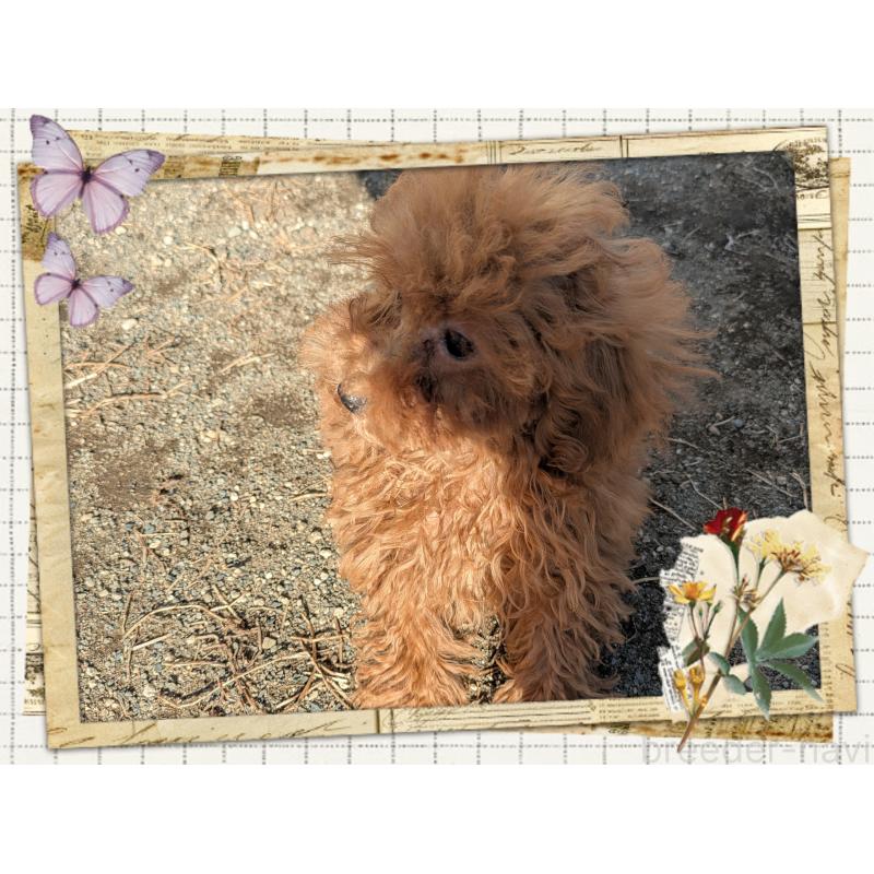 販売中の静岡県のティーカッププードル-450783の4枚目