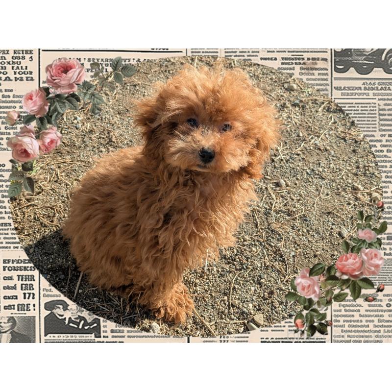 販売中の静岡県のティーカッププードル-450783の3枚目