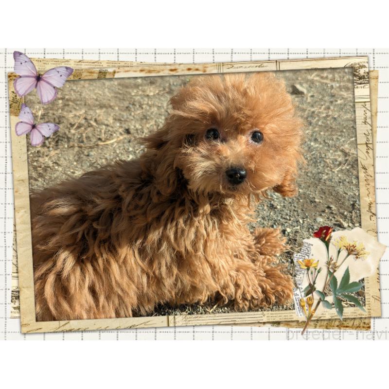 販売中の静岡県のティーカッププードル-450783の2枚目