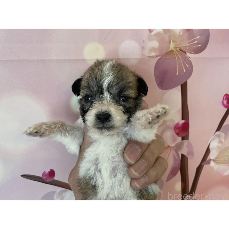 販売中の北海道のミックス犬-450785の7枚目