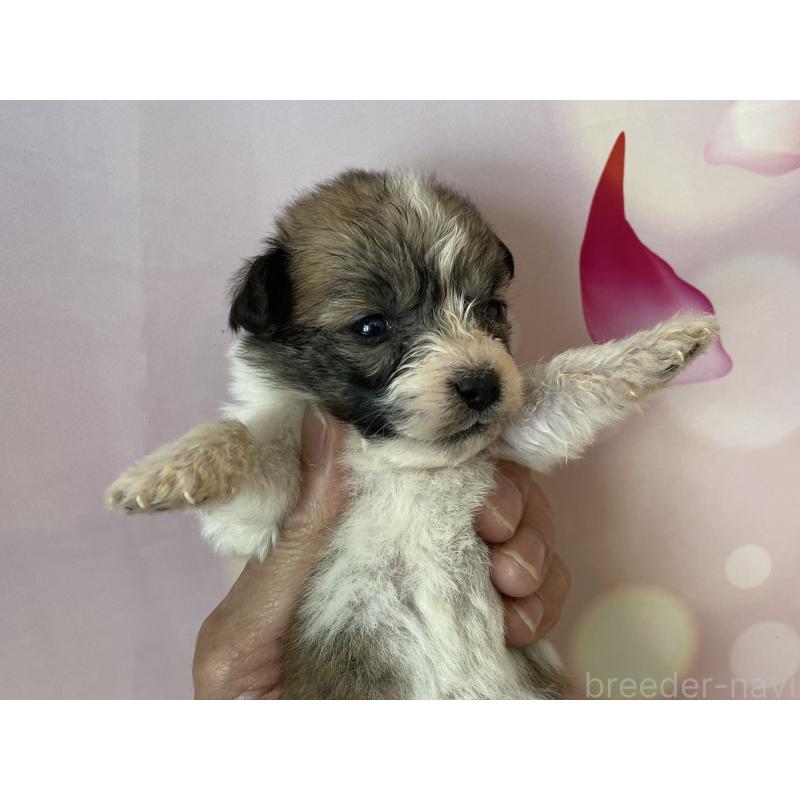 販売中の北海道のミックス犬-450785の6枚目