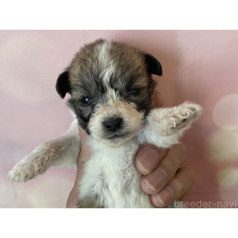 販売中の北海道のミックス犬-450785の5枚目