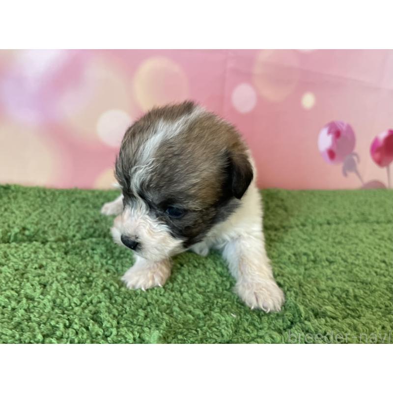 販売中の北海道のミックス犬-450785の4枚目