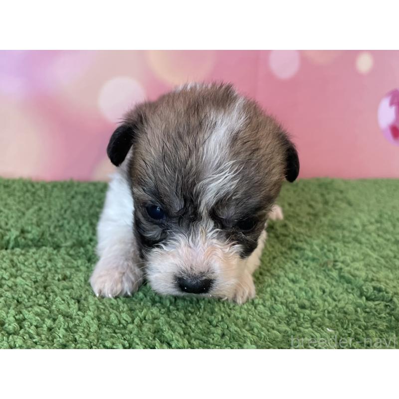 販売中の北海道のミックス犬-450785の3枚目