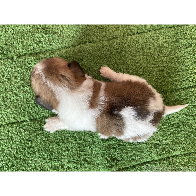 販売中の北海道のミックス犬-450785の2枚目