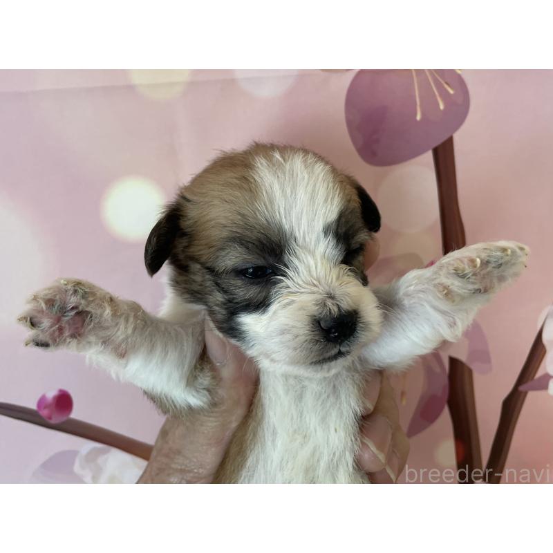 販売中の北海道のミックス犬-450787の6枚目