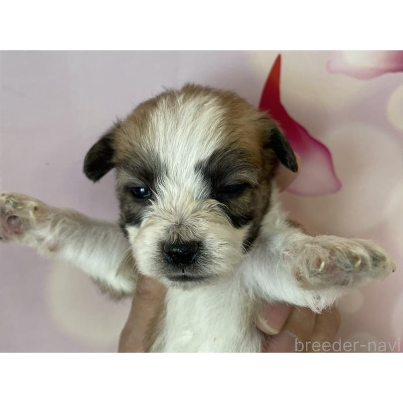 販売中の北海道のミックス犬-450787の5枚目