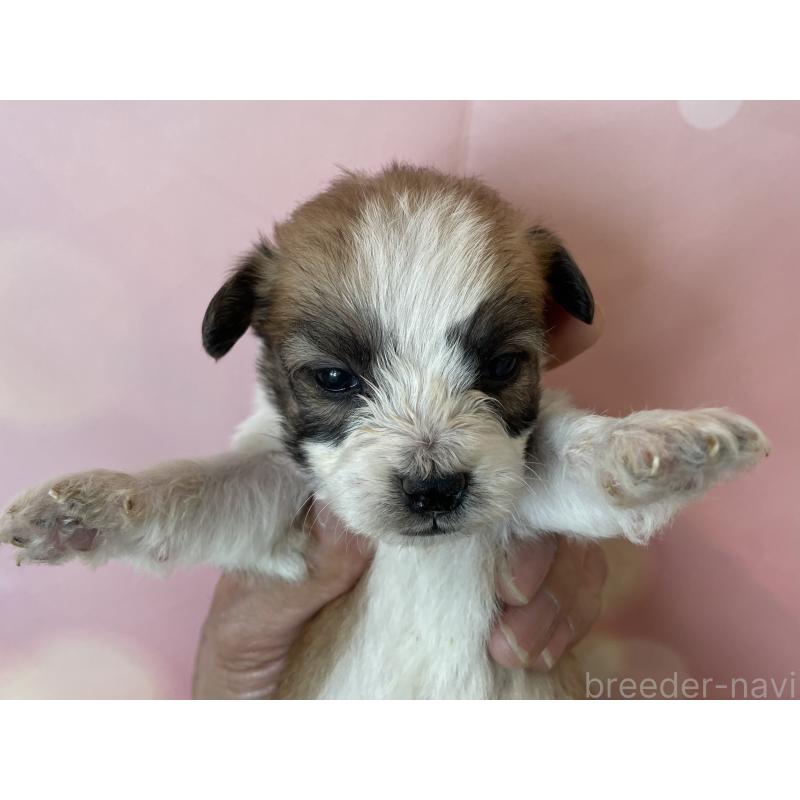 販売中の北海道のミックス犬-450787の4枚目