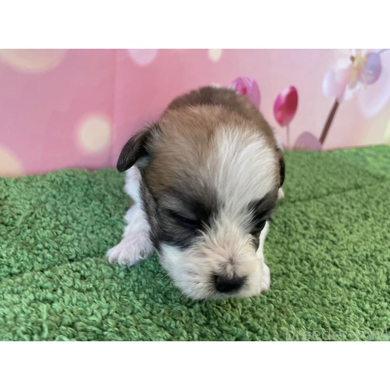 販売中の北海道のミックス犬-450787の3枚目