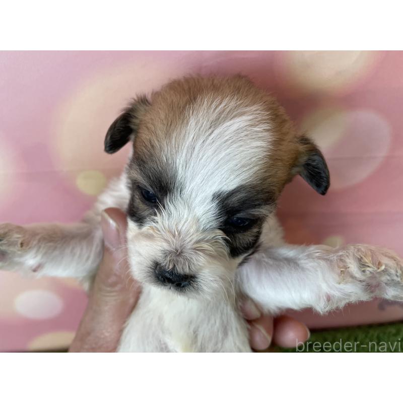 販売中の北海道のミックス犬-450787の2枚目