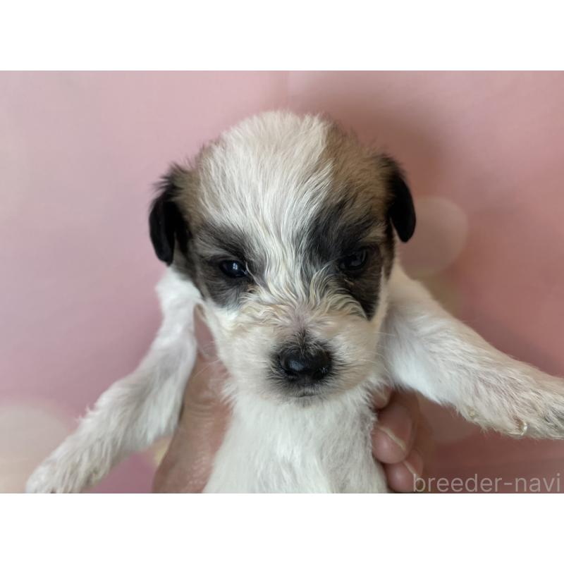 販売中の北海道のミックス犬-450788の5枚目