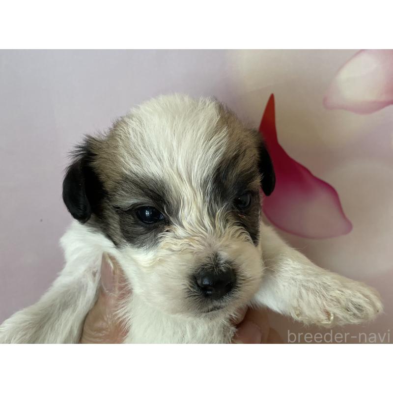 販売中の北海道のミックス犬-450788の4枚目