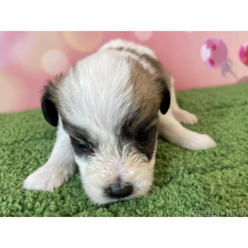 販売中の北海道のミックス犬-450788の3枚目