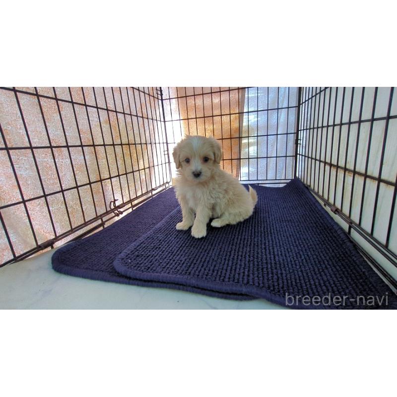 販売中の茨城県のミックス犬-450789