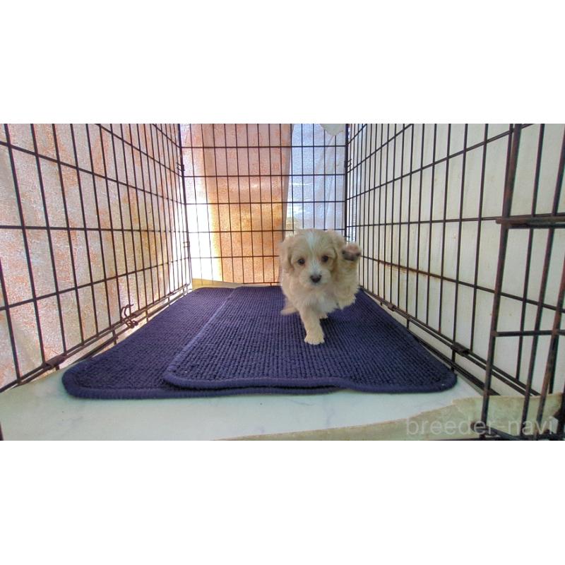 販売中の茨城県のミックス犬-450789の6枚目