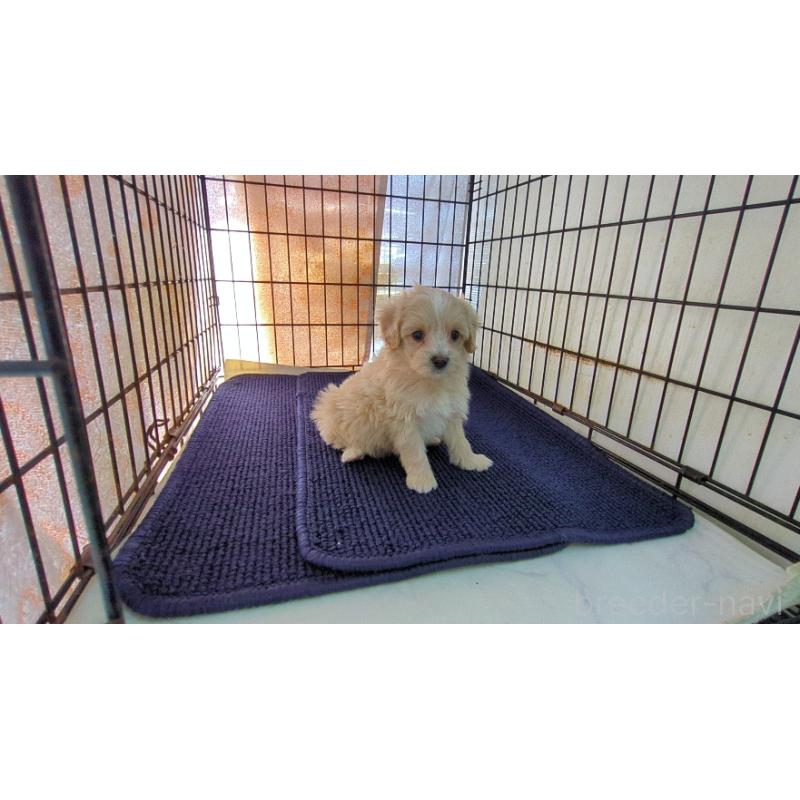 販売中の茨城県のミックス犬-450789の5枚目