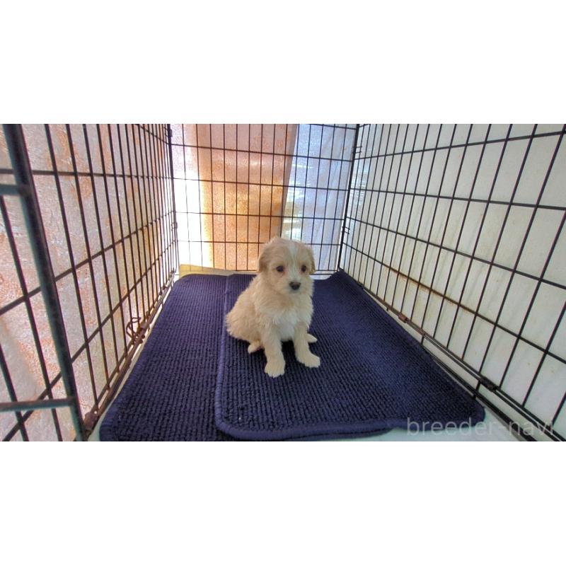 販売中の茨城県のミックス犬-450789の3枚目