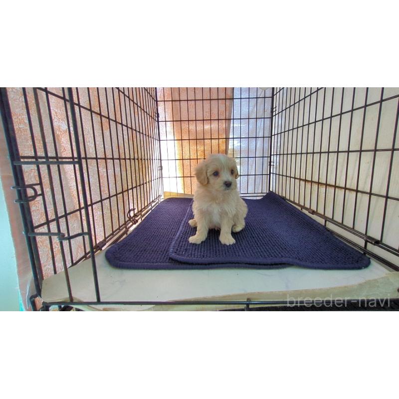 販売中の茨城県のミックス犬-450789の2枚目