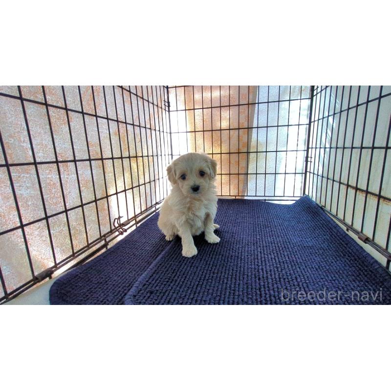 販売中の茨城県のミックス犬-450791の1枚目