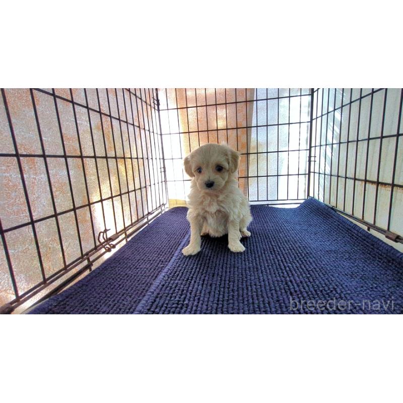 販売中の茨城県のミックス犬-450791の6枚目