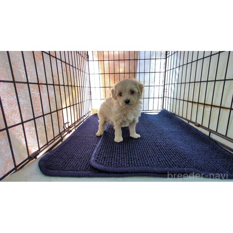 販売中の茨城県のミックス犬-450791の5枚目