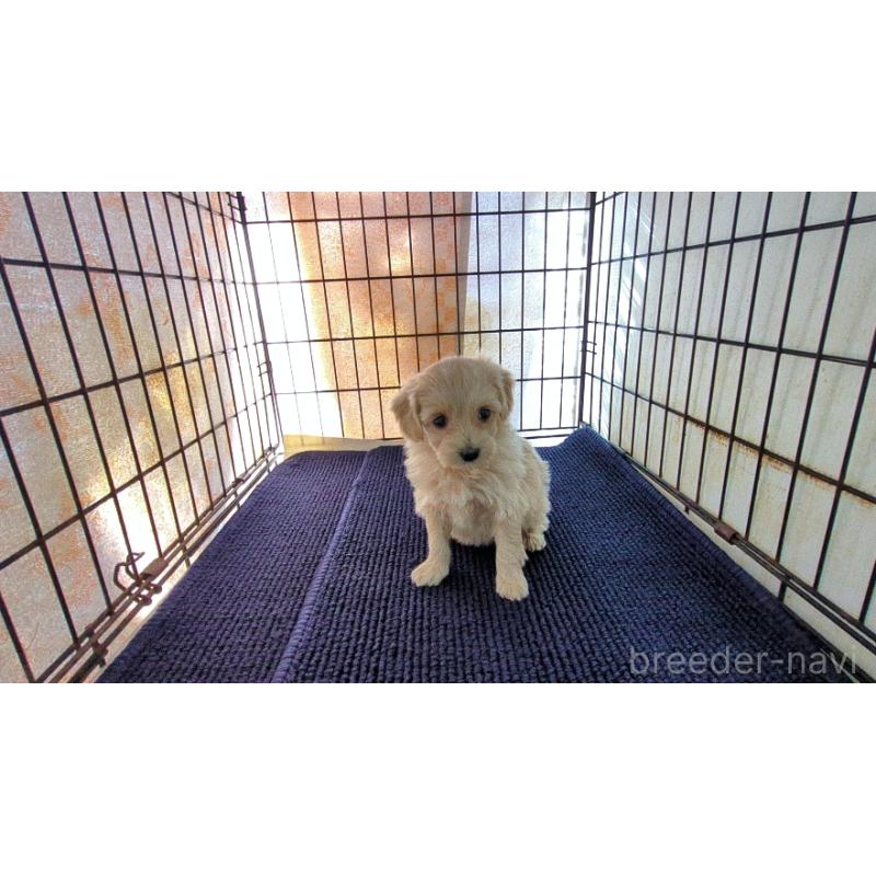 販売中の茨城県のミックス犬-450791の4枚目