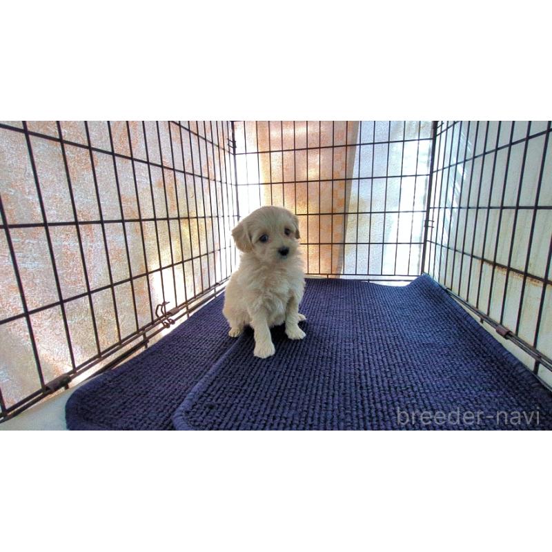 販売中の茨城県のミックス犬-450791の3枚目