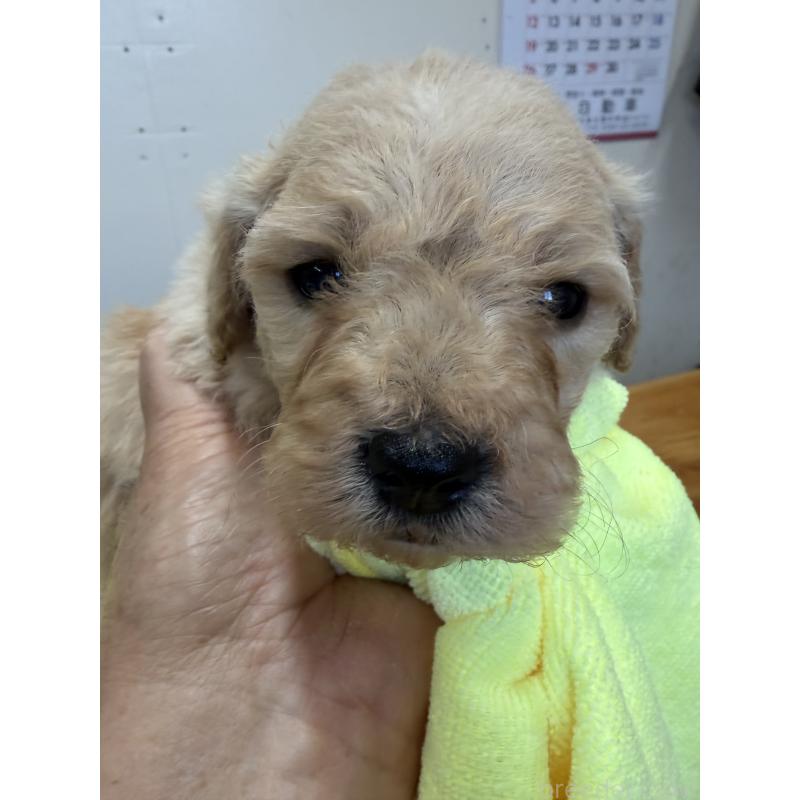 販売中の埼玉県のゴールデンドゥードル:ゴールデンレトリーバー×プードル-450793の3枚目