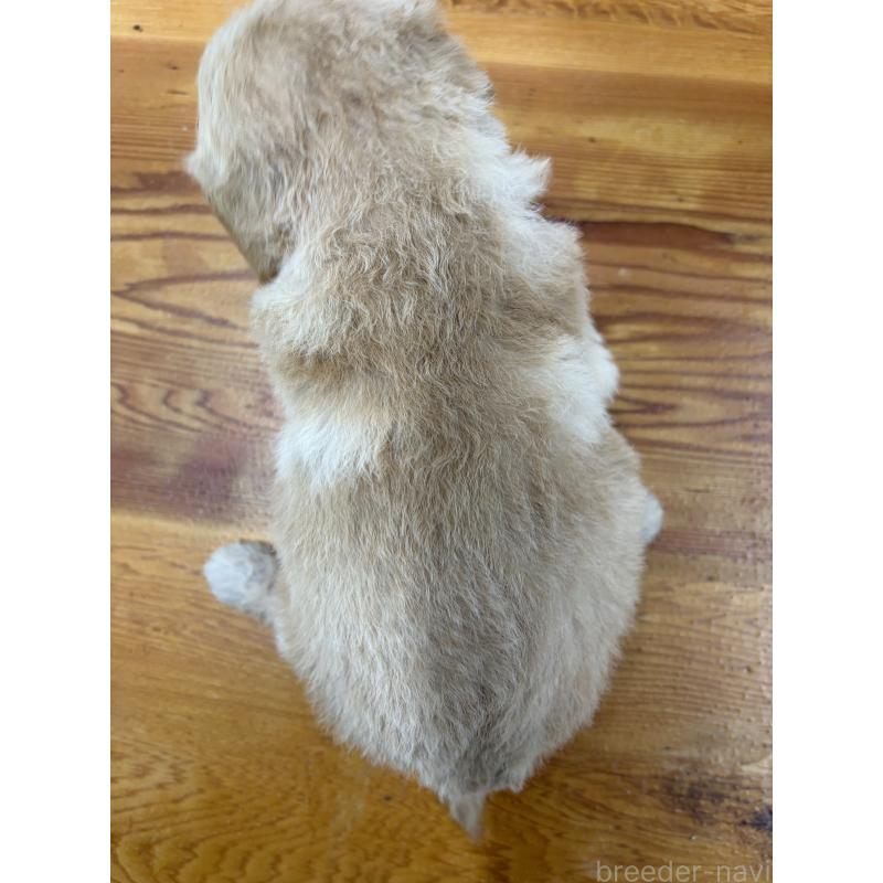 販売中の埼玉県のゴールデンドゥードル:ゴールデンレトリーバー×プードル-450793の2枚目